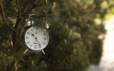 «La minute forêt» : une série audio pour mieux comprendre la forêt française