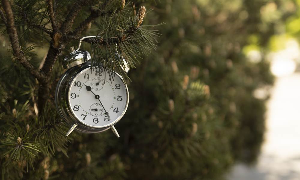 «La minute forêt» : une série audio pour mieux comprendre la forêt française